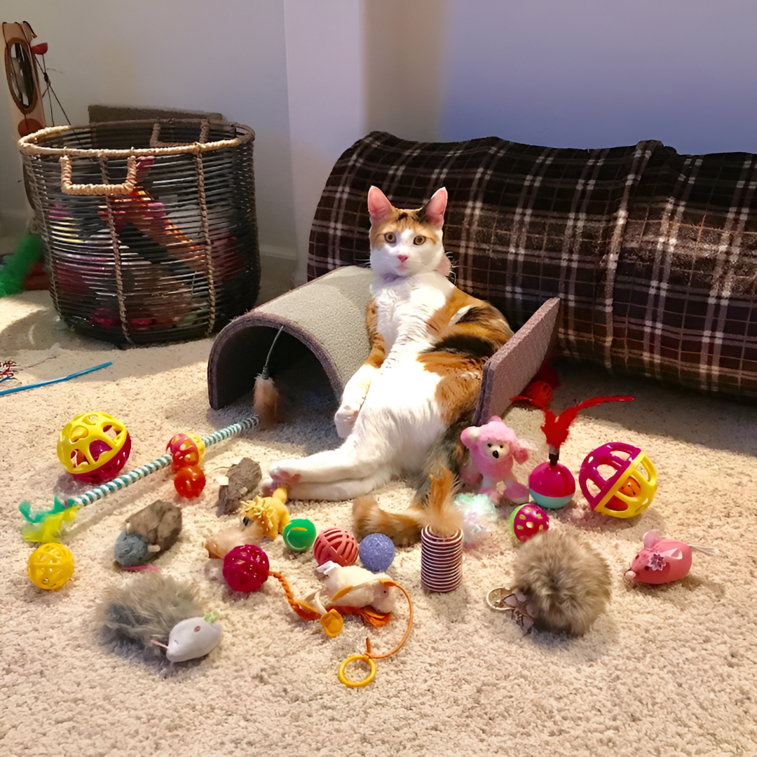 Why Toys Are Essential for Pets